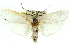  ( - 11ANIC-11549)  @14 [ ] CreativeCommons - Attribution (2011) ANIC/CBG Photography Group Centre for Biodiversity Genomics