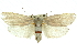  (Cryptophasa sp. ANIC77 - 11ANIC-11556)  @14 [ ] CreativeCommons - Attribution (2011) ANIC/CBG Photography Group Centre for Biodiversity Genomics