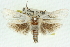  ( - 11ANIC-11558)  @11 [ ] CreativeCommons - Attribution (2011) ANIC/CBG Photography Group Centre for Biodiversity Genomics