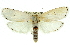  ( - 11ANIC-11564)  @14 [ ] CreativeCommons - Attribution (2011) ANIC/CBG Photography Group Centre for Biodiversity Genomics