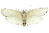  (Cryptophasa chionodes - 11ANIC-11565)  @11 [ ] CreativeCommons - Attribution (2011) ANIC/CBG Photography Group Centre for Biodiversity Genomics