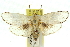  ( - 11ANIC-11566)  @11 [ ] CreativeCommons - Attribution (2011) ANIC/CBG Photography Group Centre for Biodiversity Genomics