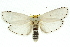  (Cryptophasa sp. ANIC81 - 11ANIC-11569)  @15 [ ] CreativeCommons - Attribution (2011) ANIC/CBG Photography Group Centre for Biodiversity Genomics