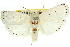  (Cryptophasa sp. ANIC82 - 11ANIC-11572)  @11 [ ] CreativeCommons - Attribution (2011) ANIC/CBG Photography Group Centre for Biodiversity Genomics