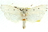 ( - 11ANIC-11575)  @11 [ ] CreativeCommons - Attribution (2011) ANIC/CBG Photography Group Centre for Biodiversity Genomics