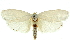  (Cryptophasa sp. ANIC84 - 11ANIC-11577)  @11 [ ] CreativeCommons - Attribution (2011) ANIC/CBG Photography Group Centre for Biodiversity Genomics