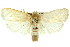  (Cryptophasa panleuca - 11ANIC-11583)  @15 [ ] CreativeCommons - Attribution (2011) ANIC/CBG Photography Group Centre for Biodiversity Genomics