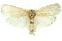  ( - 11ANIC-11584)  @13 [ ] CreativeCommons - Attribution (2011) ANIC/CBG Photography Group Centre for Biodiversity Genomics