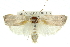  (Cryptophasa spilonota - 11ANIC-11589)  @15 [ ] CreativeCommons - Attribution (2011) ANIC/CBG Photography Group Centre for Biodiversity Genomics