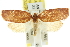 ( - 11ANIC-11592)  @15 [ ] CreativeCommons - Attribution (2011) ANIC/CBG Photography Group Centre for Biodiversity Genomics