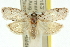  ( - 11ANIC-11597)  @13 [ ] CreativeCommons - Attribution (2011) ANIC/CBG Photography Group Centre for Biodiversity Genomics
