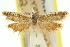  ( - 11ANIC-11608)  @11 [ ] CreativeCommons - Attribution (2011) ANIC/CBG Photography Group Centre for Biodiversity Genomics