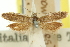  (Dichelopa loricata - 11ANIC-11609)  @11 [ ] CreativeCommons - Attribution (2011) ANIC/CBG Photography Group Centre for Biodiversity Genomics