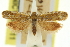  ( - 11ANIC-11610)  @11 [ ] CreativeCommons - Attribution (2011) ANIC/CBG Photography Group Centre for Biodiversity Genomics