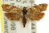  (Dichelopa panoplana - 11ANIC-11611)  @15 [ ] CreativeCommons - Attribution (2011) ANIC/CBG Photography Group Centre for Biodiversity Genomics