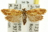  ( - 11ANIC-11614)  @14 [ ] CreativeCommons - Attribution (2011) ANIC/CBG Photography Group Centre for Biodiversity Genomics