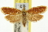  ( - 11ANIC-11617)  @11 [ ] CreativeCommons - Attribution (2011) ANIC/CBG Photography Group Centre for Biodiversity Genomics