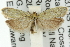  (Dichelopa achranta - 11ANIC-11622)  @14 [ ] CreativeCommons - Attribution (2011) ANIC/CBG Photography Group Centre for Biodiversity Genomics