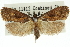  ( - 11ANIC-11634)  @11 [ ] CreativeCommons - Attribution (2011) ANIC/CBG Photography Group Centre for Biodiversity Genomics