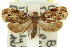  ( - 11ANIC-11646)  @14 [ ] CreativeCommons - Attribution (2011) ANIC/CBG Photography Group Centre for Biodiversity Genomics