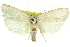  (Cryptophasa flavolineata PS3 - 11ANIC-11697)  @14 [ ] CreativeCommons - Attribution (2011) ANIC/CBG Photography Group Centre for Biodiversity Genomics