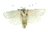  ( - 11ANIC-11699)  @13 [ ] CreativeCommons - Attribution (2011) ANIC/CBG Photography Group Centre for Biodiversity Genomics