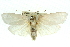  ( - 11ANIC-11700)  @11 [ ] CreativeCommons - Attribution (2011) ANIC/CBG Photography Group Centre for Biodiversity Genomics