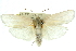  ( - 11ANIC-11702)  @11 [ ] CreativeCommons - Attribution (2011) ANIC/CBG Photography Group Centre for Biodiversity Genomics