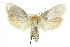  (Cryptophasa sp. ANIC90 - 11ANIC-11704)  @11 [ ] CreativeCommons - Attribution (2011) ANIC/CBG Photography Group Centre for Biodiversity Genomics