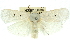  ( - 11ANIC-11708)  @11 [ ] CreativeCommons - Attribution (2011) ANIC/CBG Photography Group Centre for Biodiversity Genomics