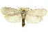  (Cryptophasa epixysta - 11ANIC-11711)  @15 [ ] CreativeCommons - Attribution (2011) ANIC/CBG Photography Group Centre for Biodiversity Genomics