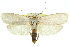  ( - 11ANIC-11712)  @15 [ ] CreativeCommons - Attribution (2011) ANIC/CBG Photography Group Centre for Biodiversity Genomics