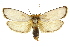  (Cryptophasa argyrias - 11ANIC-11714)  @11 [ ] CreativeCommons - Attribution (2011) ANIC/CBG Photography Group Centre for Biodiversity Genomics