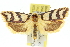  (Cryptophasa insana - 11ANIC-11721)  @15 [ ] CreativeCommons - Attribution (2011) ANIC/CBG Photography Group Centre for Biodiversity Genomics