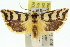 ( - 11ANIC-11722)  @15 [ ] CreativeCommons - Attribution (2011) ANIC/CBG Photography Group Centre for Biodiversity Genomics
