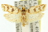  ( - 11ANIC-11725)  @15 [ ] CreativeCommons - Attribution (2011) ANIC/CBG Photography Group Centre for Biodiversity Genomics