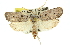  (Cryptophasa tecta - 11ANIC-11727)  @15 [ ] CreativeCommons - Attribution (2011) ANIC/CBG Photography Group Centre for Biodiversity Genomics