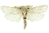  ( - 11ANIC-11735)  @14 [ ] CreativeCommons - Attribution (2011) ANIC/CBG Photography Group Centre for Biodiversity Genomics