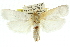  (Cryptophasa sp. ANIC97 - 11ANIC-11737)  @15 [ ] CreativeCommons - Attribution (2011) ANIC/CBG Photography Group Centre for Biodiversity Genomics