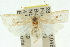  ( - 11ANIC-11745)  @13 [ ] CreativeCommons - Attribution (2011) ANIC/CBG Photography Group Centre for Biodiversity Genomics