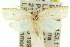  ( - 11ANIC-11746)  @13 [ ] CreativeCommons - Attribution (2011) ANIC/CBG Photography Group Centre for Biodiversity Genomics