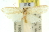  ( - 11ANIC-11747)  @11 [ ] CreativeCommons - Attribution (2011) ANIC/CBG Photography Group Centre for Biodiversity Genomics