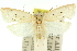  (Hylypnes sp. ANIC1 - 11ANIC-11748)  @11 [ ] CreativeCommons - Attribution (2011) ANIC/CBG Photography Group Centre for Biodiversity Genomics