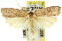 ( - 11ANIC-11751)  @11 [ ] CreativeCommons - Attribution (2011) ANIC/CBG Photography Group Centre for Biodiversity Genomics