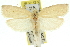  ( - 11ANIC-11759)  @15 [ ] CreativeCommons - Attribution (2011) ANIC/CBG Photography Group Centre for Biodiversity Genomics