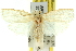  ( - 11ANIC-11771)  @13 [ ] CreativeCommons - Attribution (2011) ANIC/CBG Photography Group Centre for Biodiversity Genomics