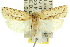  ( - 11ANIC-11772)  @13 [ ] CreativeCommons - Attribution (2011) ANIC/CBG Photography Group Centre for Biodiversity Genomics