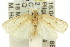 (Hylypnes leptosticta - 11ANIC-11773)  @14 [ ] CreativeCommons - Attribution (2011) ANIC/CBG Photography Group Centre for Biodiversity Genomics
