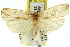 ( - 11ANIC-11776)  @13 [ ] CreativeCommons - Attribution (2011) ANIC/CBG Photography Group Centre for Biodiversity Genomics