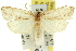  ( - 11ANIC-11777)  @13 [ ] CreativeCommons - Attribution (2011) ANIC/CBG Photography Group Centre for Biodiversity Genomics